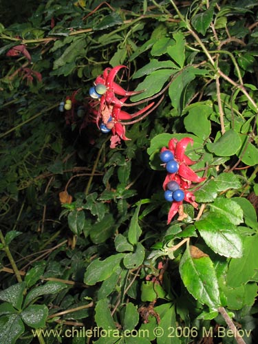 Imágen de Tropaeolum speciosum (Coralito / Quintralito / Voqui). Haga un clic para aumentar parte de imágen.